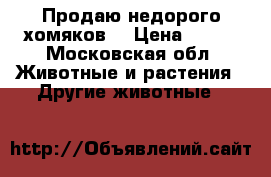 Продаю недорого хомяков  › Цена ­ 150 - Московская обл. Животные и растения » Другие животные   